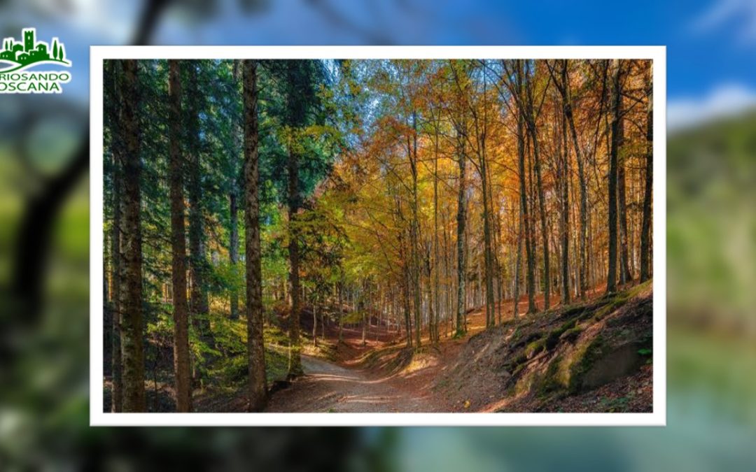 Parco Nazionale delle Foreste Casentinesi – (AR)