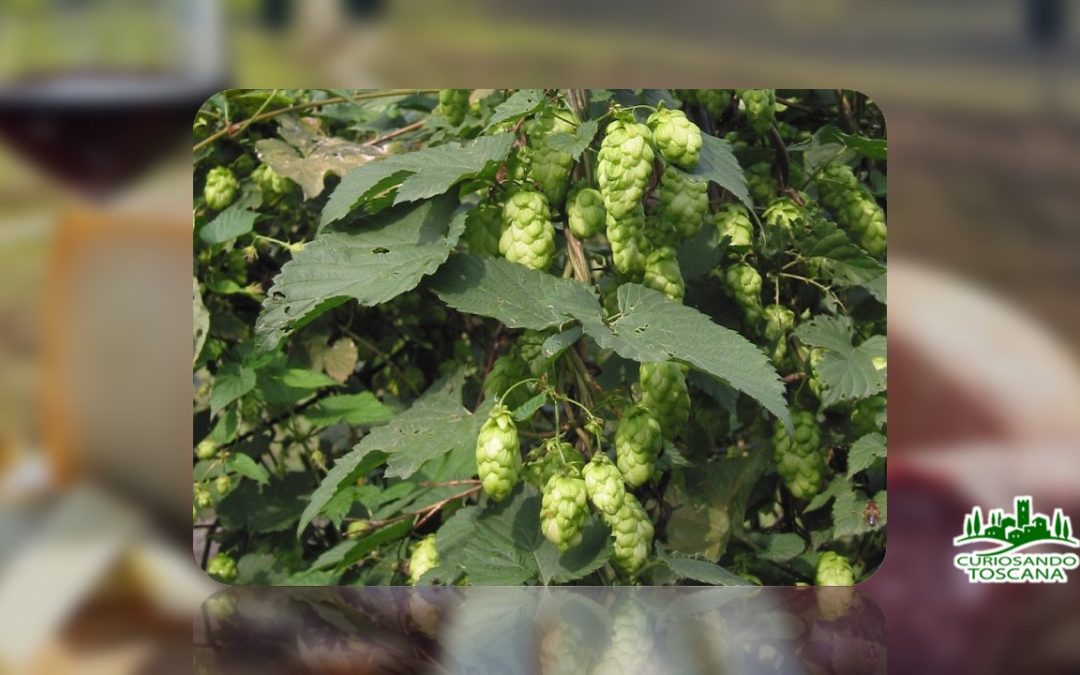 Luppolo Artigianale di Vicopisano