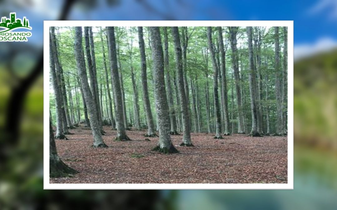 Parco di Faggeta del Monte Amiata – (GR, SI)
