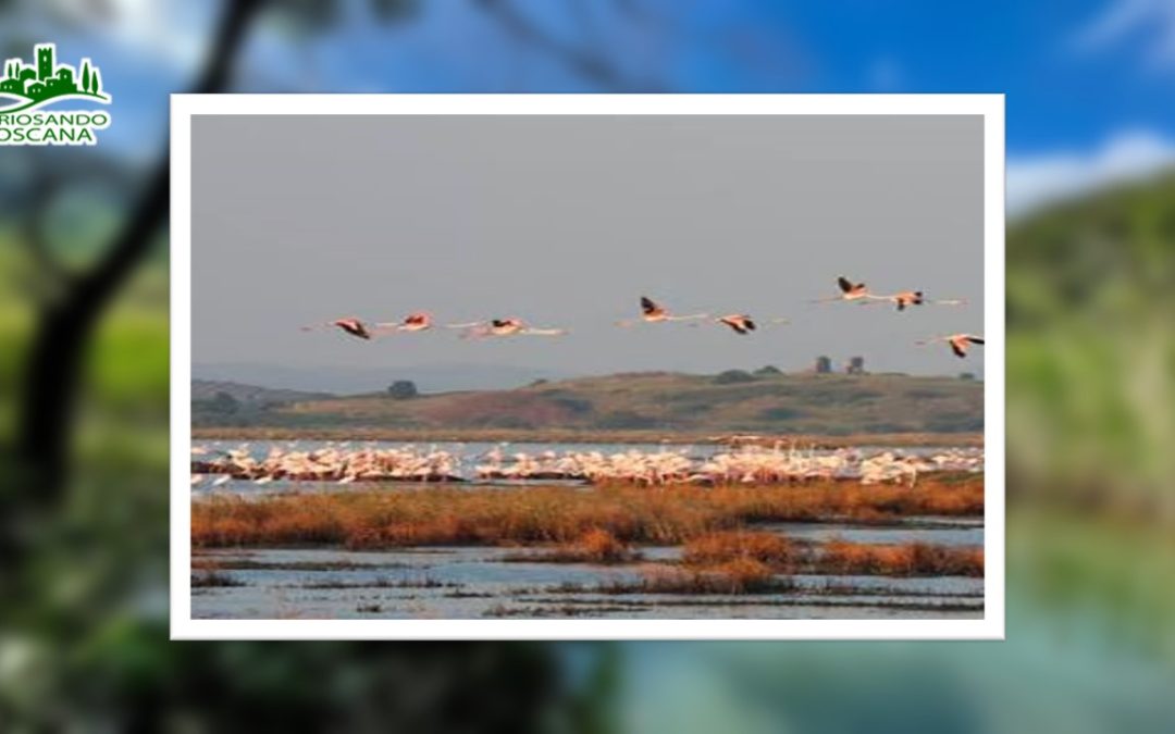 Riserva Naturale Diaccia Botrona – (GR)